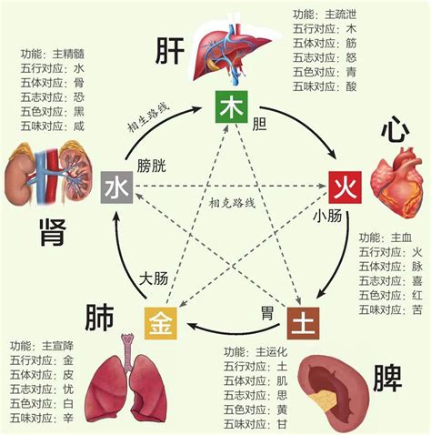 五腑|五脏六腑